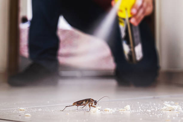 Best Local Pest Control Services  in Choctaw, OK